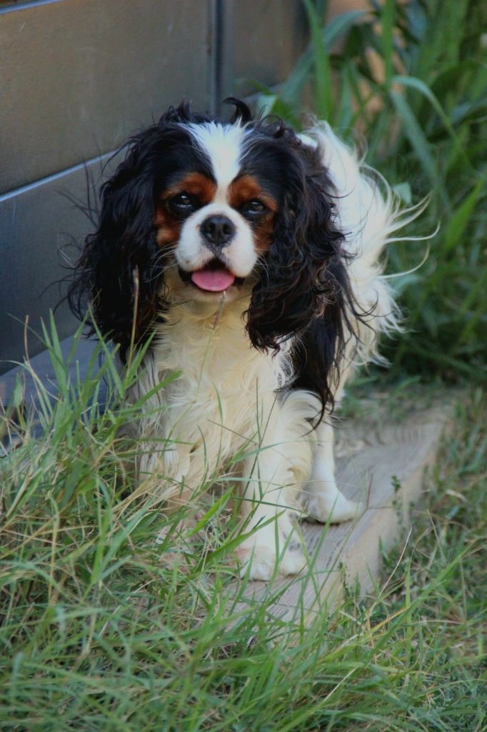 Les Cavalier King Charles Spaniel de l'affixe De La Plaine D'illiberis