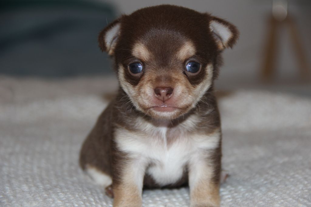 De La Plaine D'illiberis - Chiot disponible  - Chihuahua