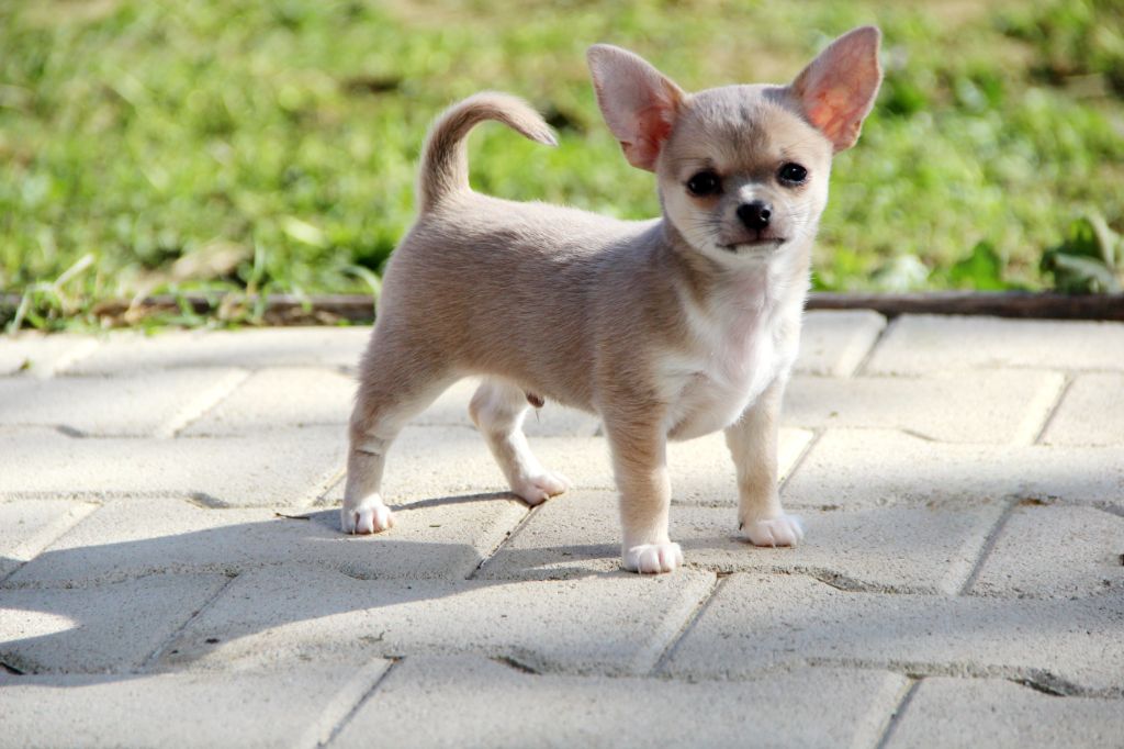 chiot Chihuahua De La Plaine D'illiberis