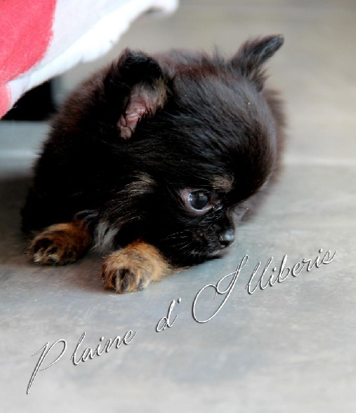 De La Plaine D'illiberis - Chihuahua - Portée née le 13/04/2015