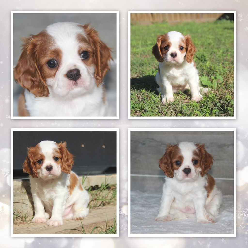 chiot Cavalier King Charles Spaniel De La Plaine D'illiberis