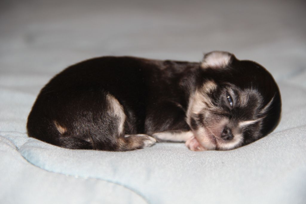 De La Plaine D'illiberis - Chiot disponible  - Chihuahua