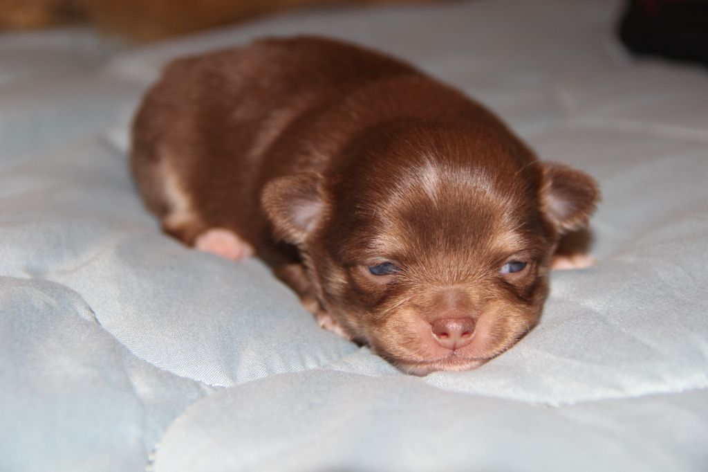 De La Plaine D'illiberis - Chiot disponible  - Chihuahua