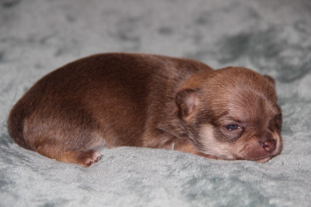 De La Plaine D'illiberis - Chiot disponible  - Chihuahua