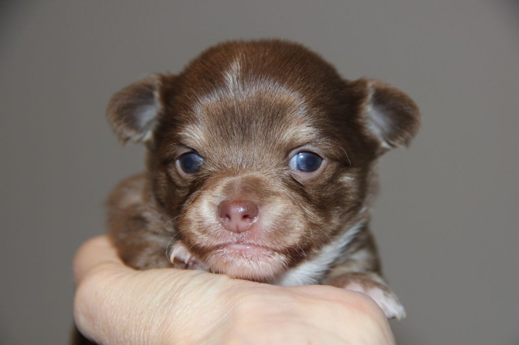 De La Plaine D'illiberis - Chiot disponible  - Chihuahua