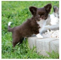 CHIOT Male 1