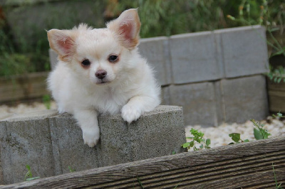 CHIOT 2