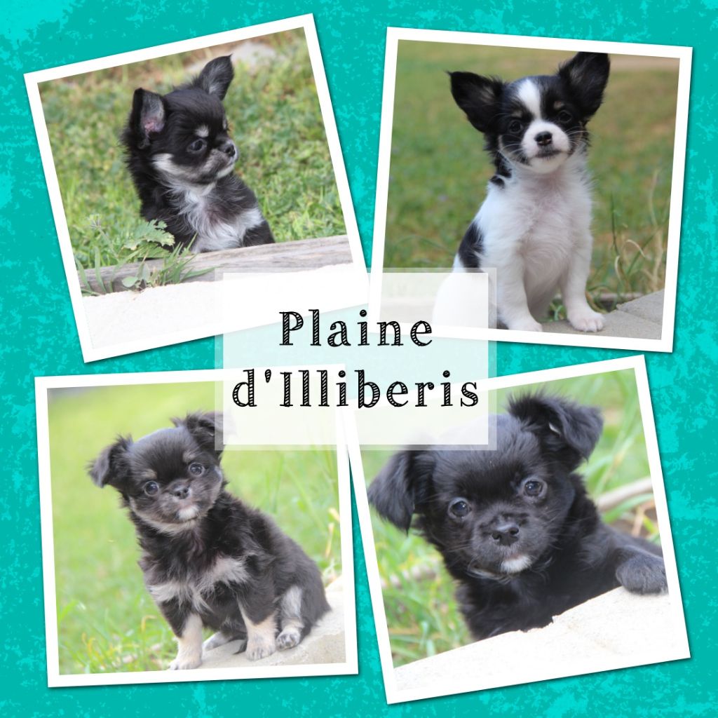 chiot Chihuahua De La Plaine D'illiberis