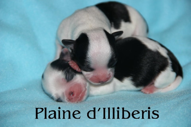 De La Plaine D'illiberis - Chihuahua - Portée née le 25/02/2014