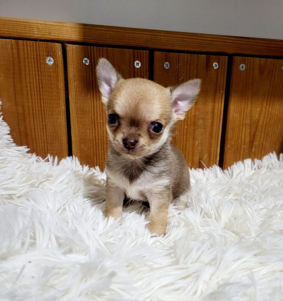 De La Plaine D'illiberis - Chiot disponible  - Chihuahua