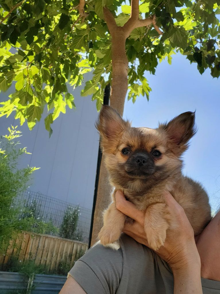 chiot Chihuahua De La Plaine D'illiberis