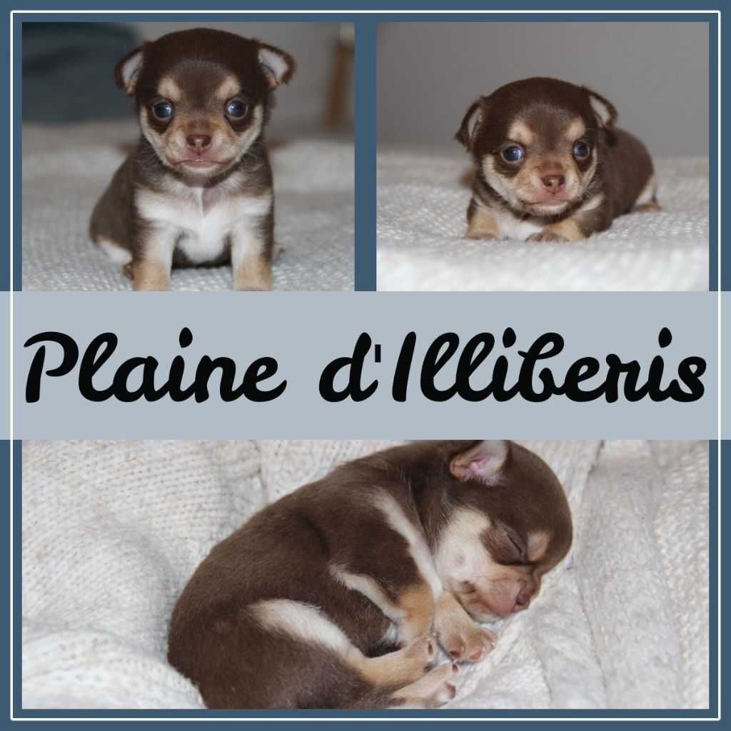 chiot Chihuahua De La Plaine D'illiberis