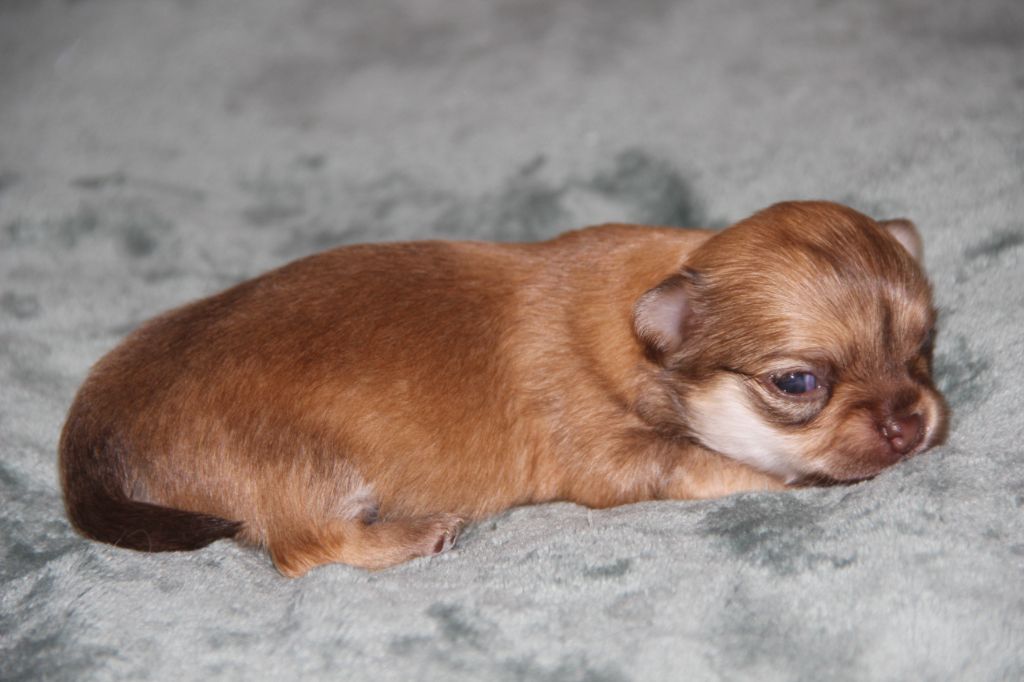 De La Plaine D'illiberis - Chiot disponible  - Chihuahua