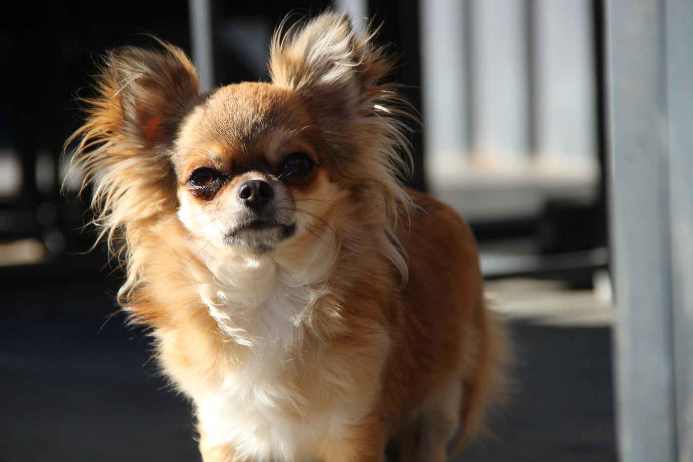 Misty Meadow's Mad woman