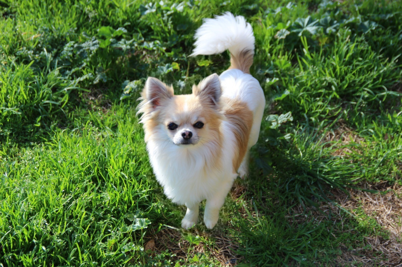 Alibaba De L'empire De Ganesh