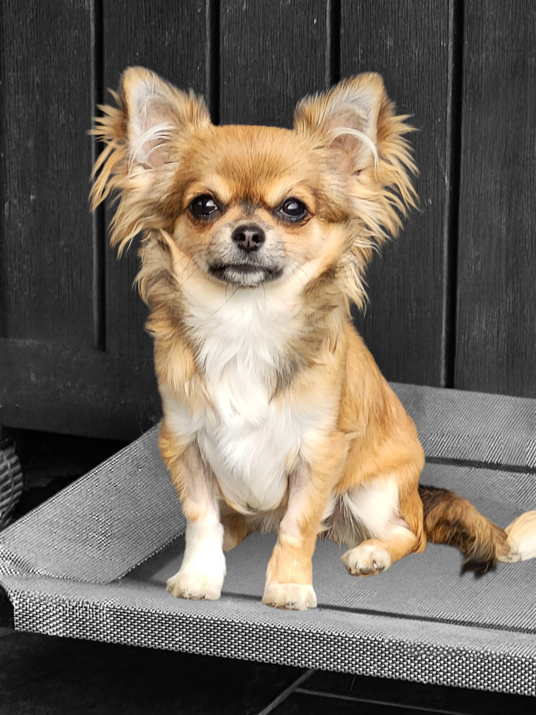 Adela De La Plaine D'illiberis