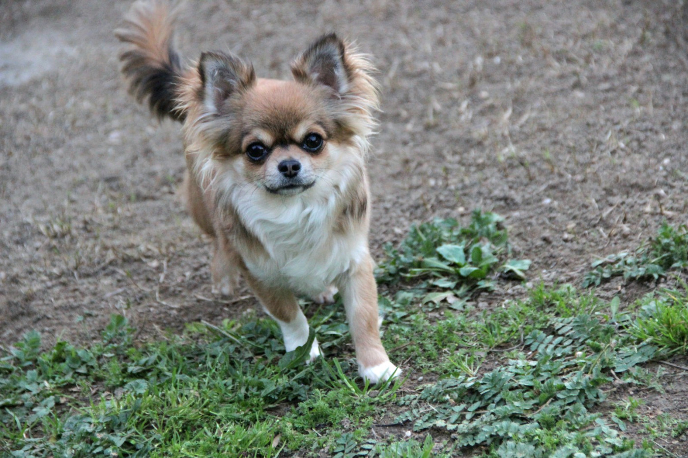 Adela De La Plaine D'illiberis