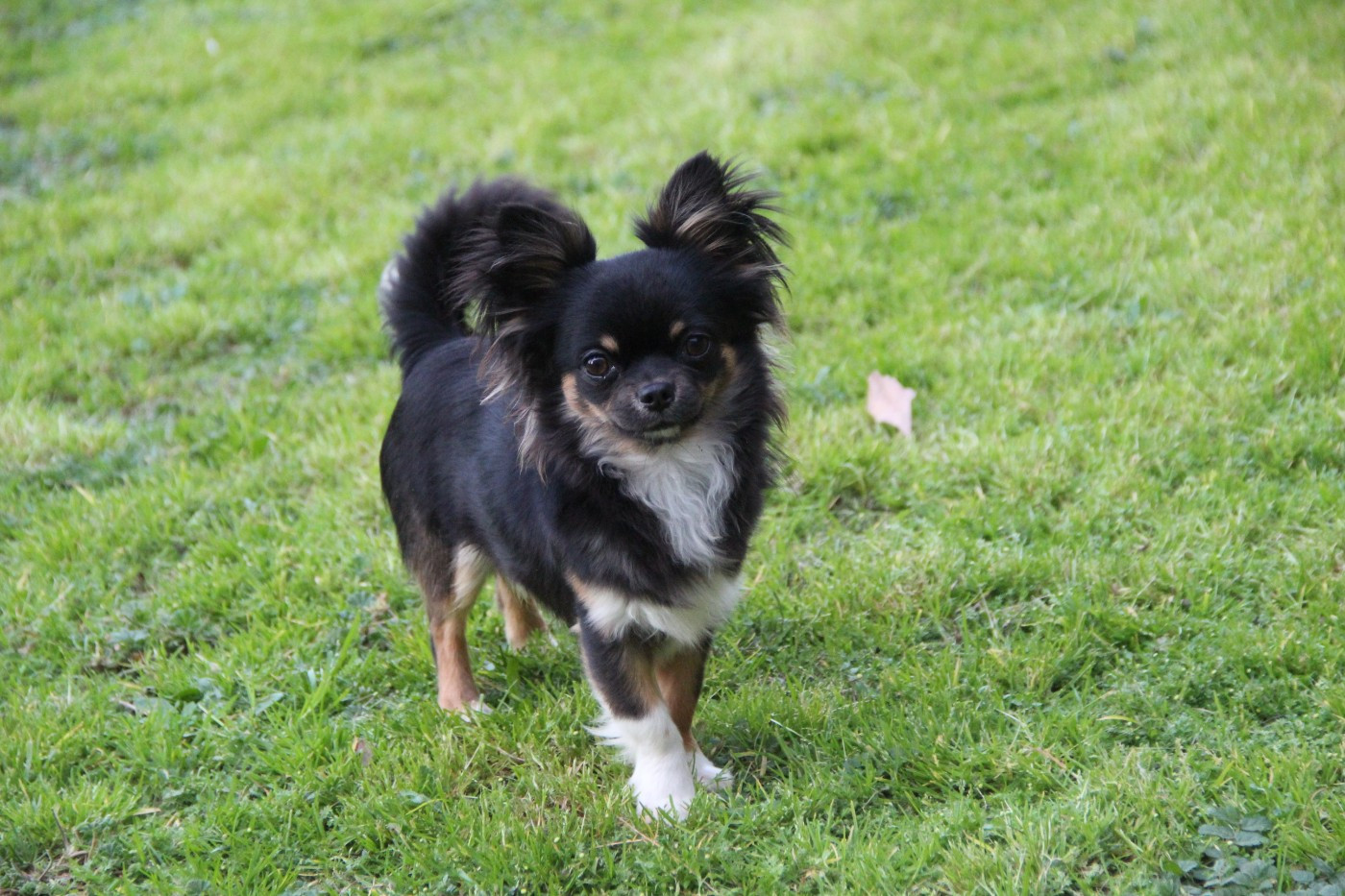 Adario De La Plaine D'illiberis