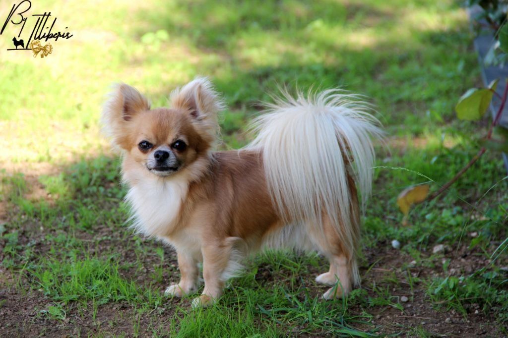 CH. O'uss nimitz des z'amours de la violette