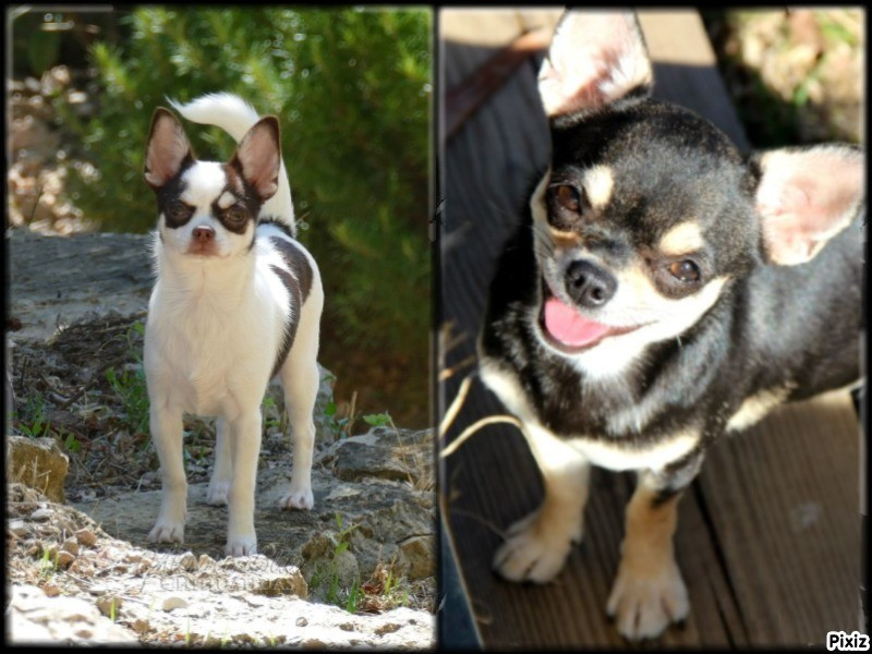 De La Plaine D'illiberis - Disponibles, Retraitées Femelles