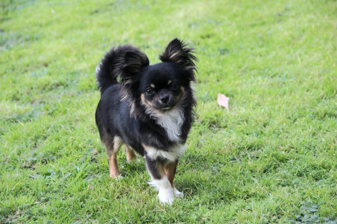 ADARIO, Male LOF & CONFIRMABLE