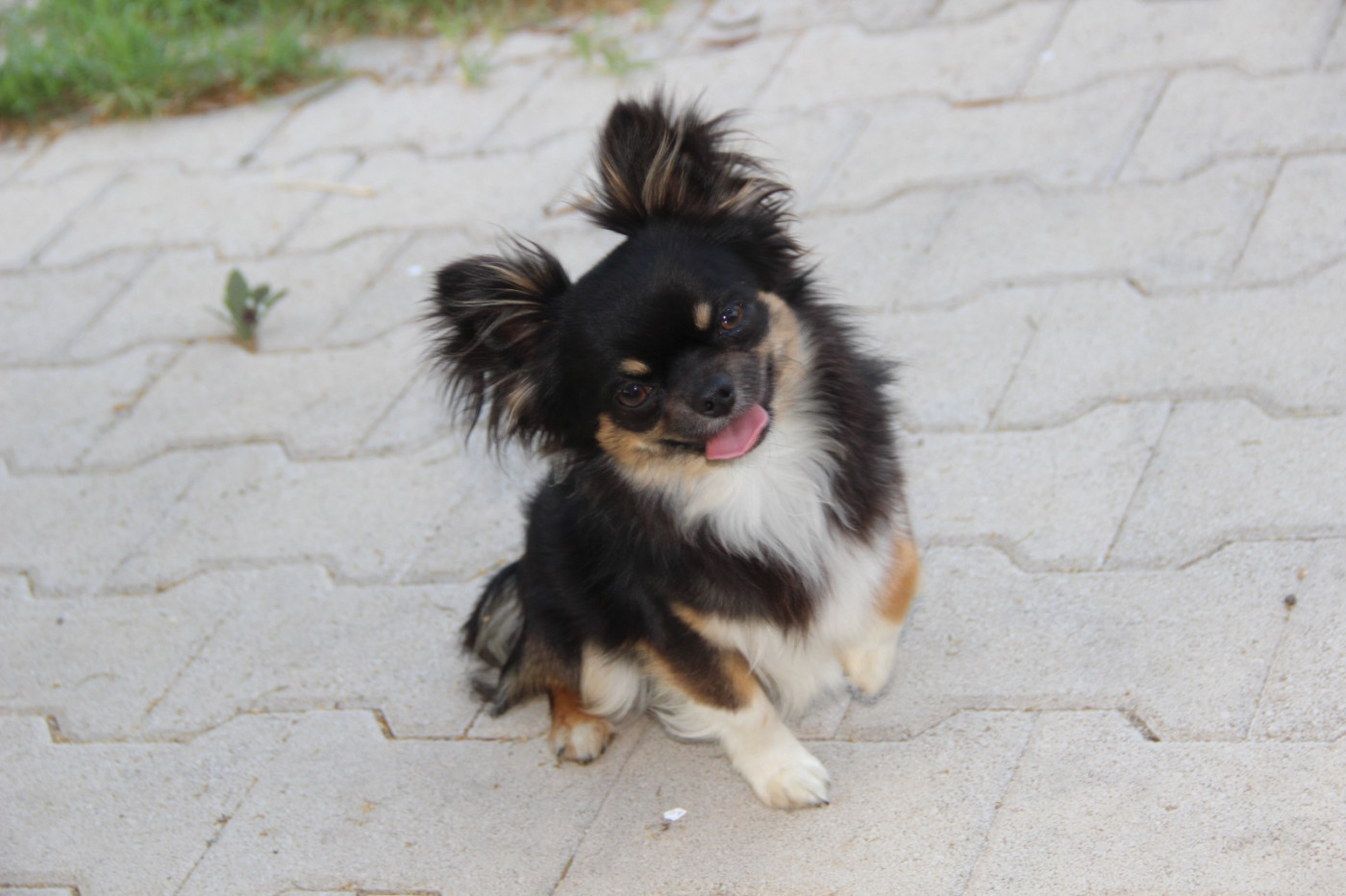 Chihuahua Male LOF Confirmé