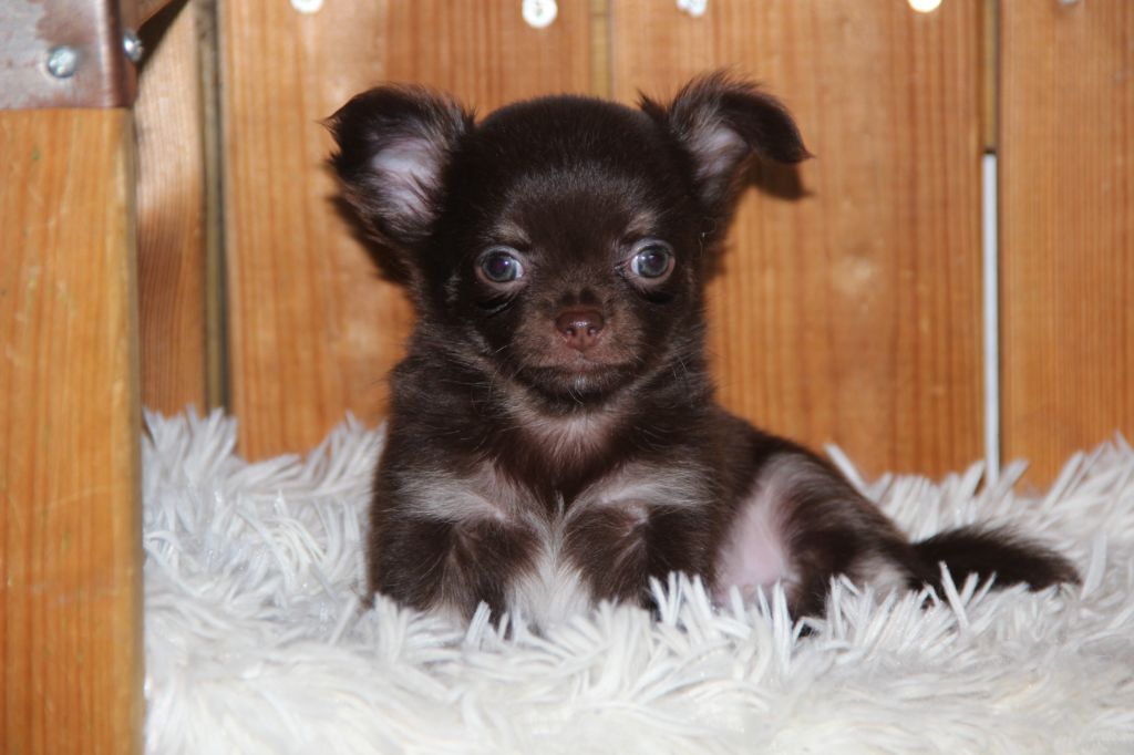 De La Plaine D'illiberis - Chiots disponibles - Chihuahua
