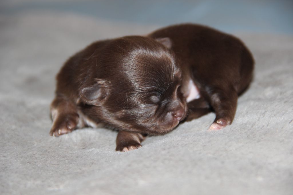 De La Plaine D'illiberis - Chiots disponibles - Chihuahua