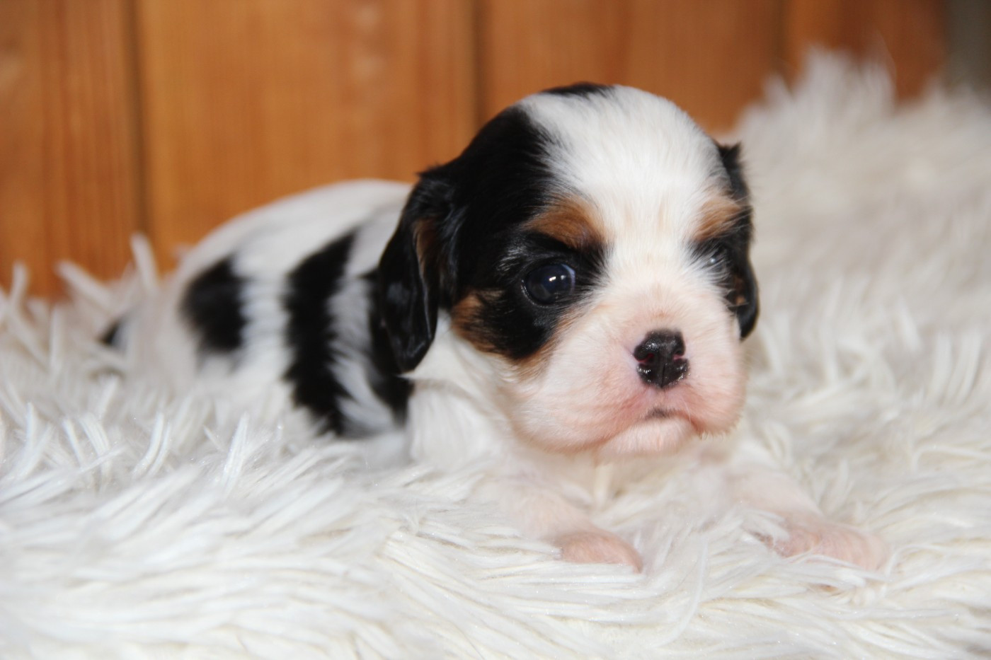 De La Plaine D'illiberis - Chiots disponibles - Cavalier King Charles Spaniel
