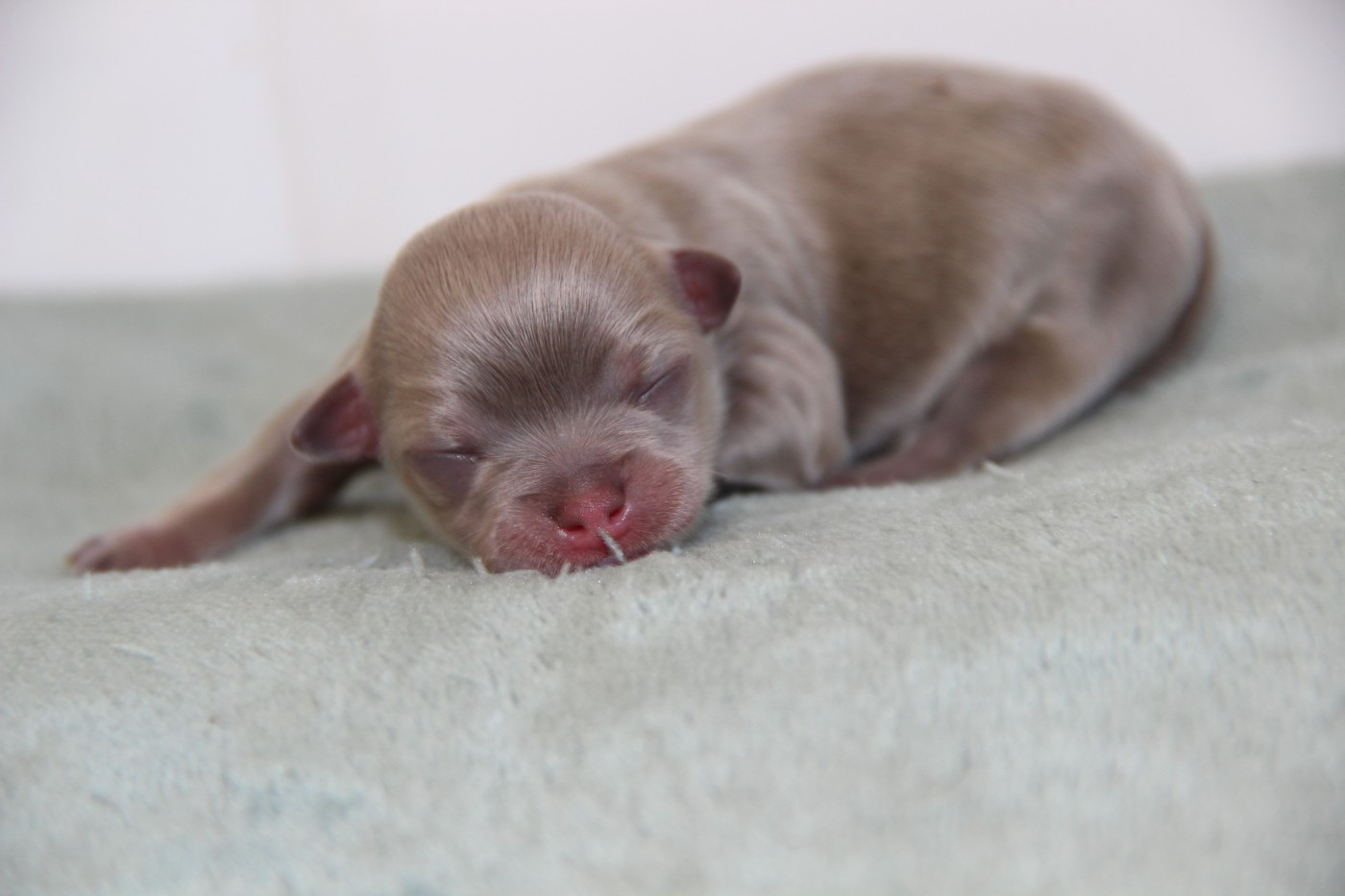 De La Plaine D'illiberis - Chiots disponibles - Chihuahua