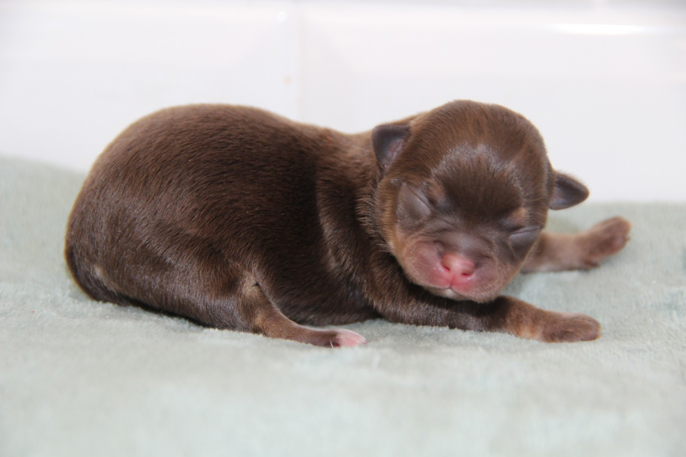 De La Plaine D'illiberis - Chiots disponibles - Chihuahua