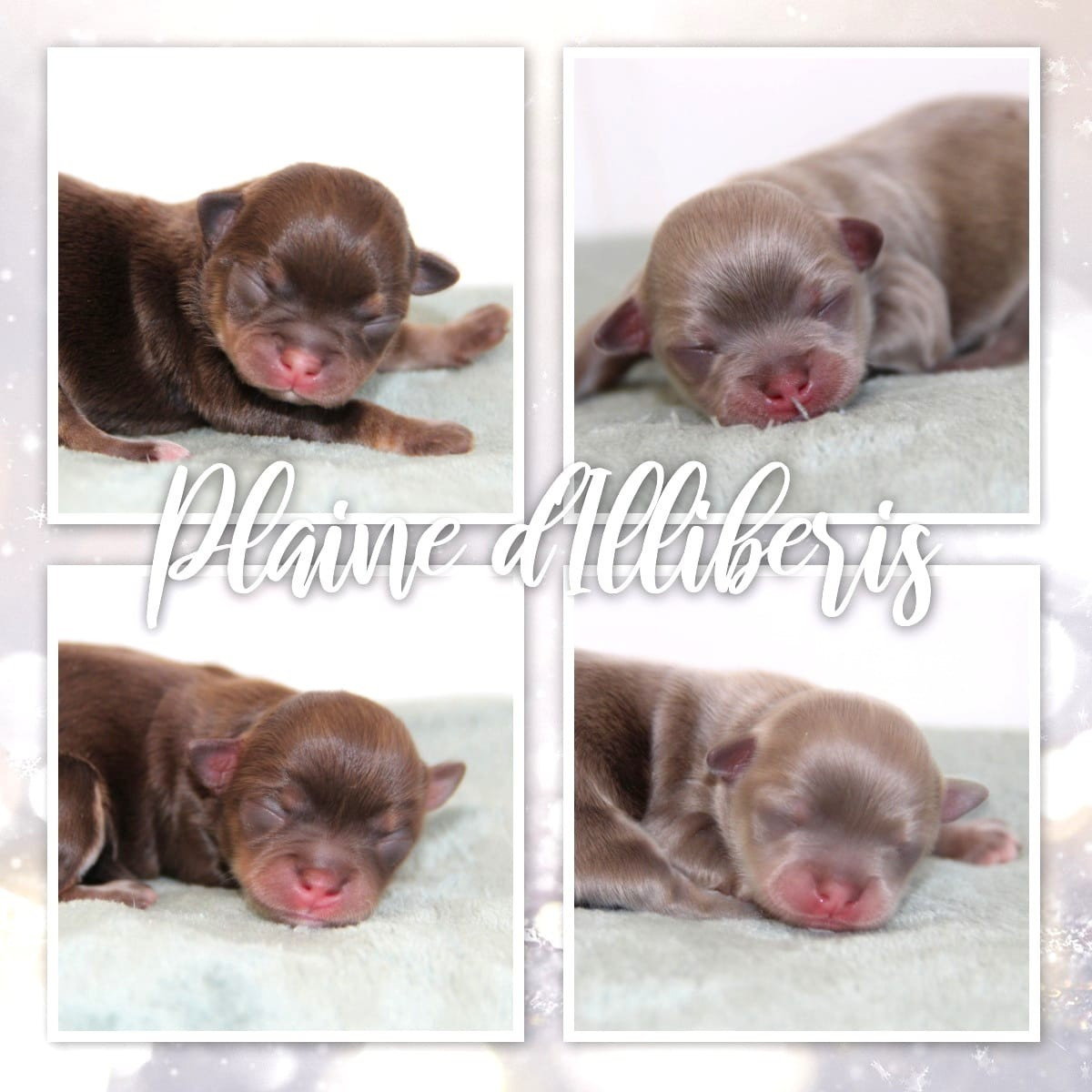 Chiot Chihuahua De La Plaine D'illiberis