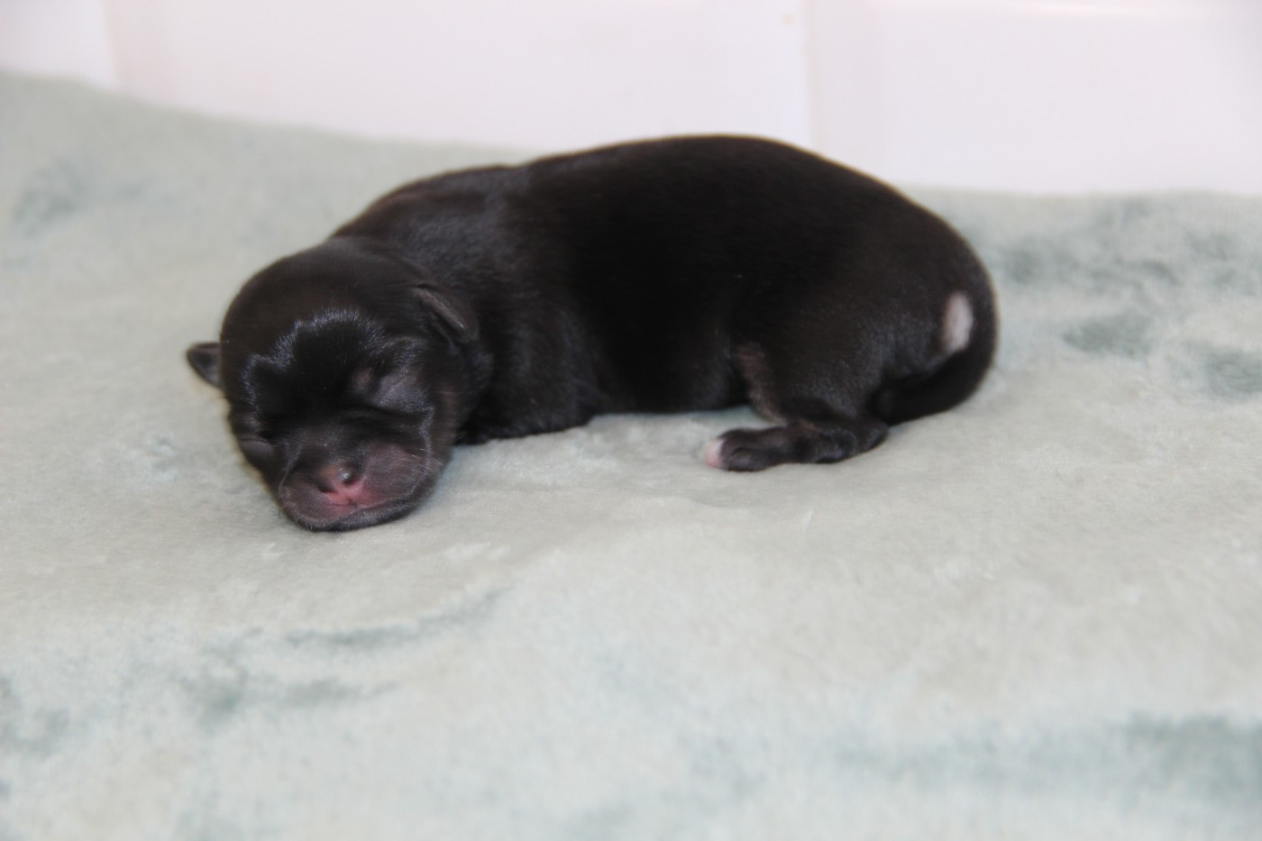 De La Plaine D'illiberis - Chiots disponibles - Chihuahua