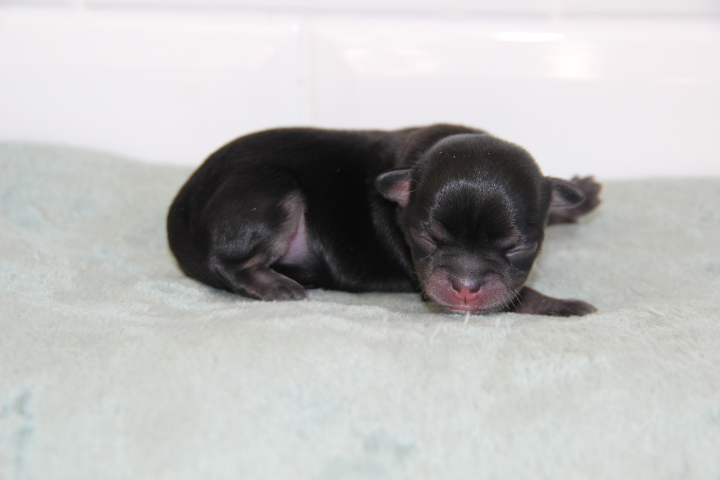 De La Plaine D'illiberis - Chiots disponibles - Chihuahua