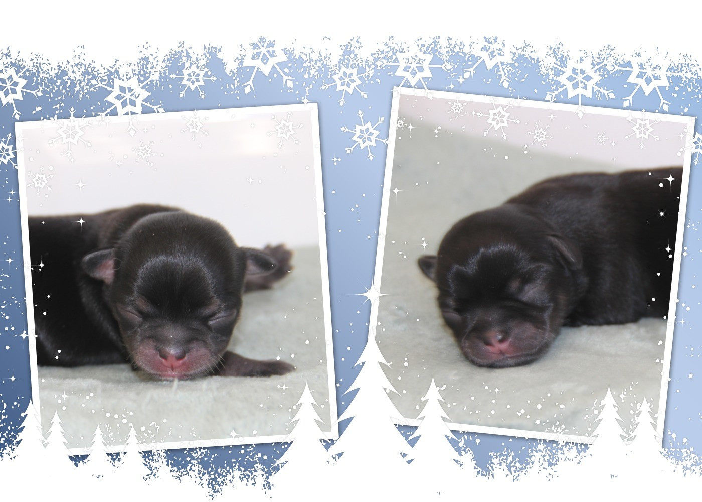 Chiot Chihuahua De La Plaine D'illiberis