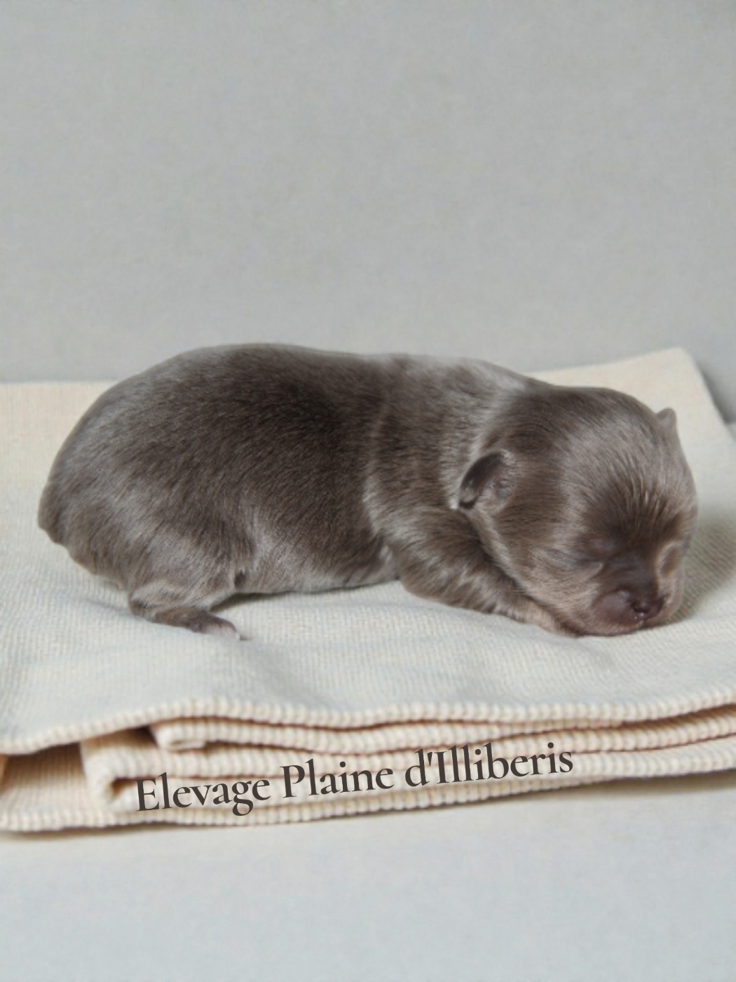 De La Plaine D'illiberis - Chiots disponibles - Chihuahua