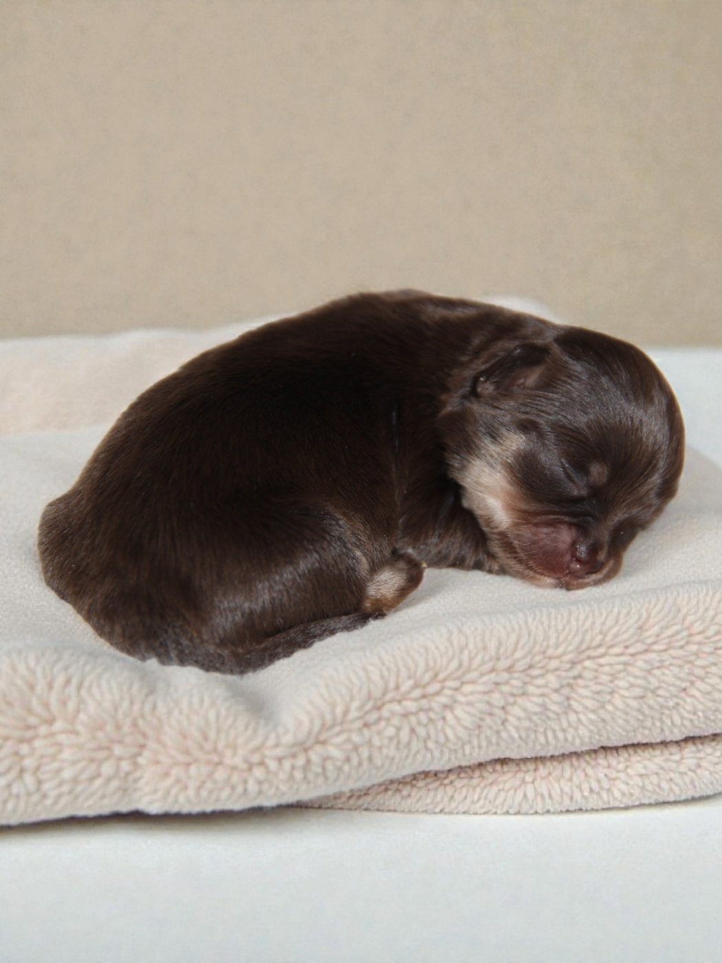 De La Plaine D'illiberis - Chiots disponibles - Chihuahua