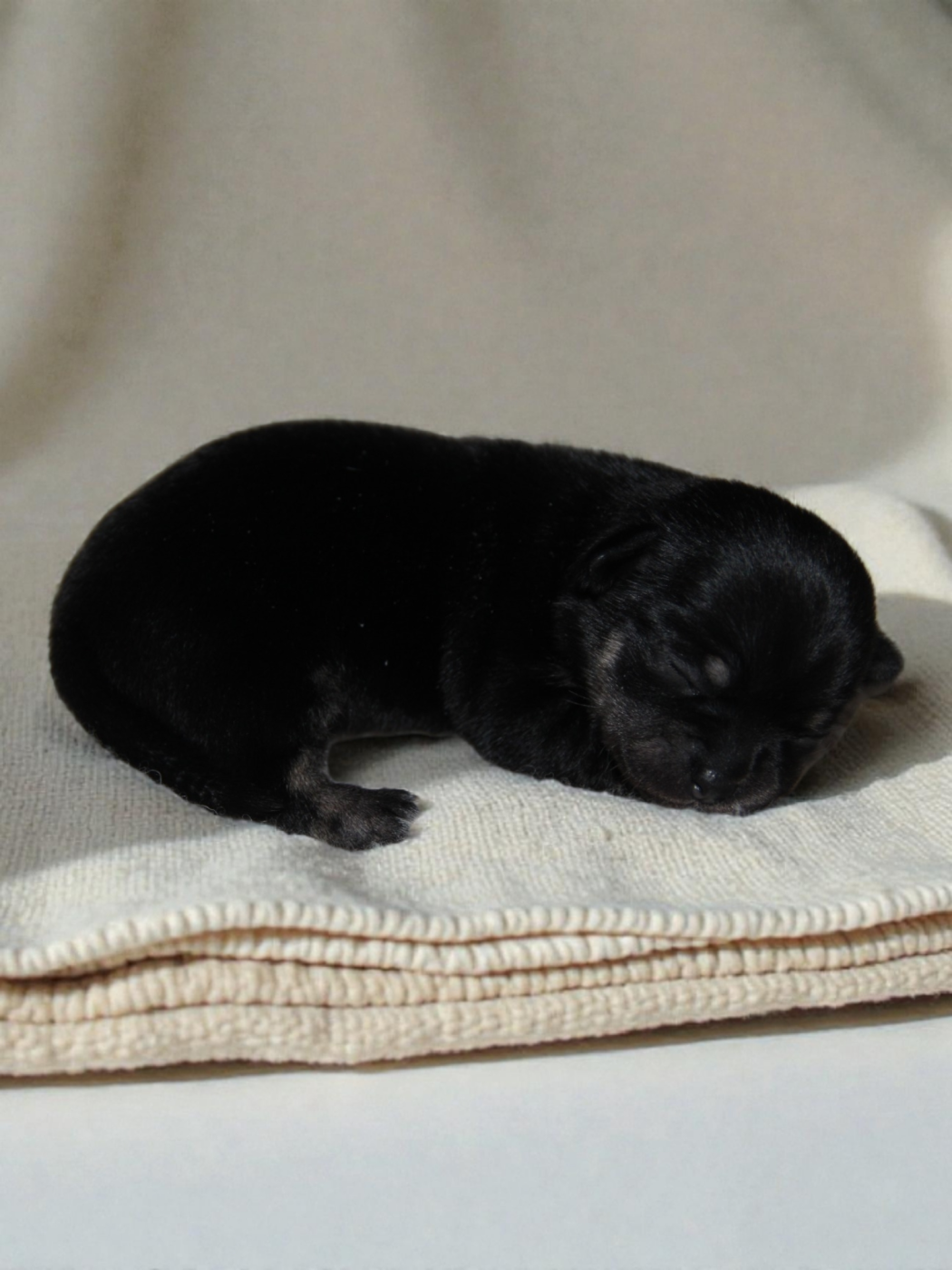 De La Plaine D'illiberis - Chiots disponibles - Chihuahua