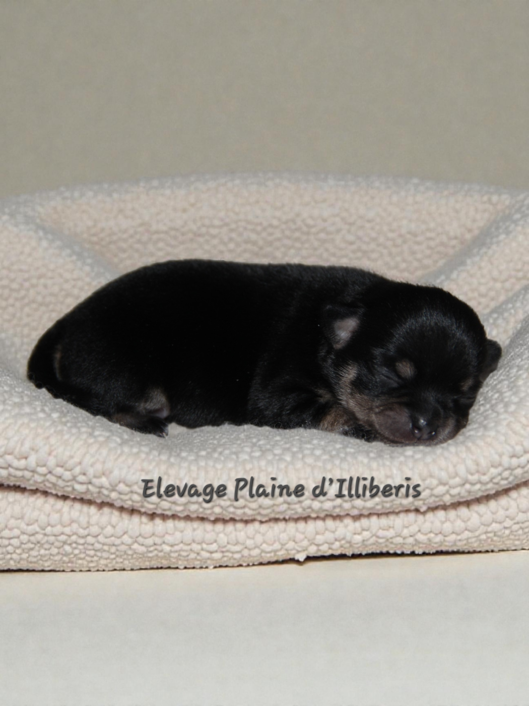 De La Plaine D'illiberis - Chiots disponibles - Chihuahua