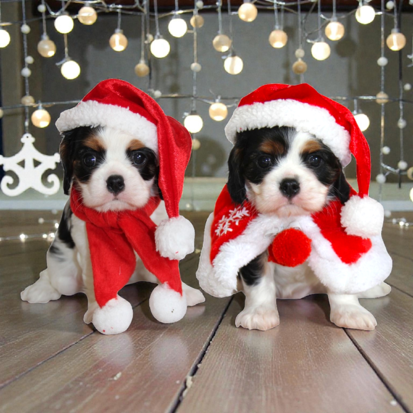 De La Plaine D'illiberis - Cavalier King Charles Spaniel - Portée née le 29/09/2025