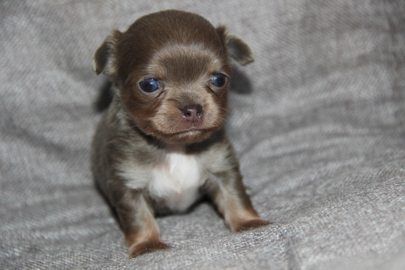 De La Plaine D'illiberis - Chiots disponibles - Chihuahua