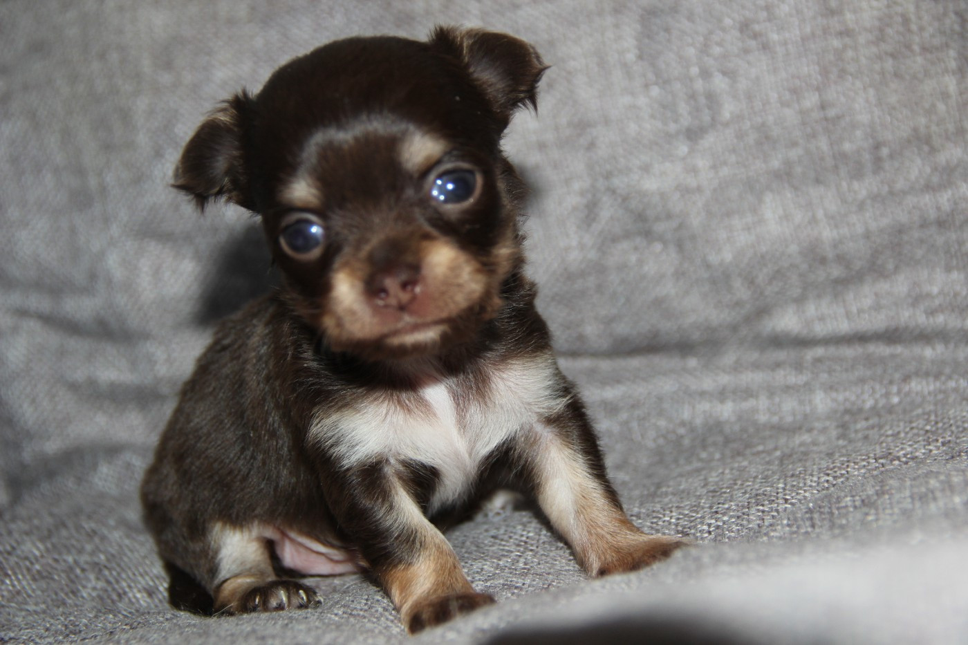 De La Plaine D'illiberis - Chiots disponibles - Chihuahua