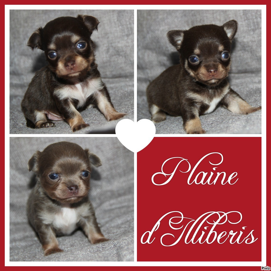 De La Plaine D'illiberis - Chihuahua - Portée née le 21/11/2025