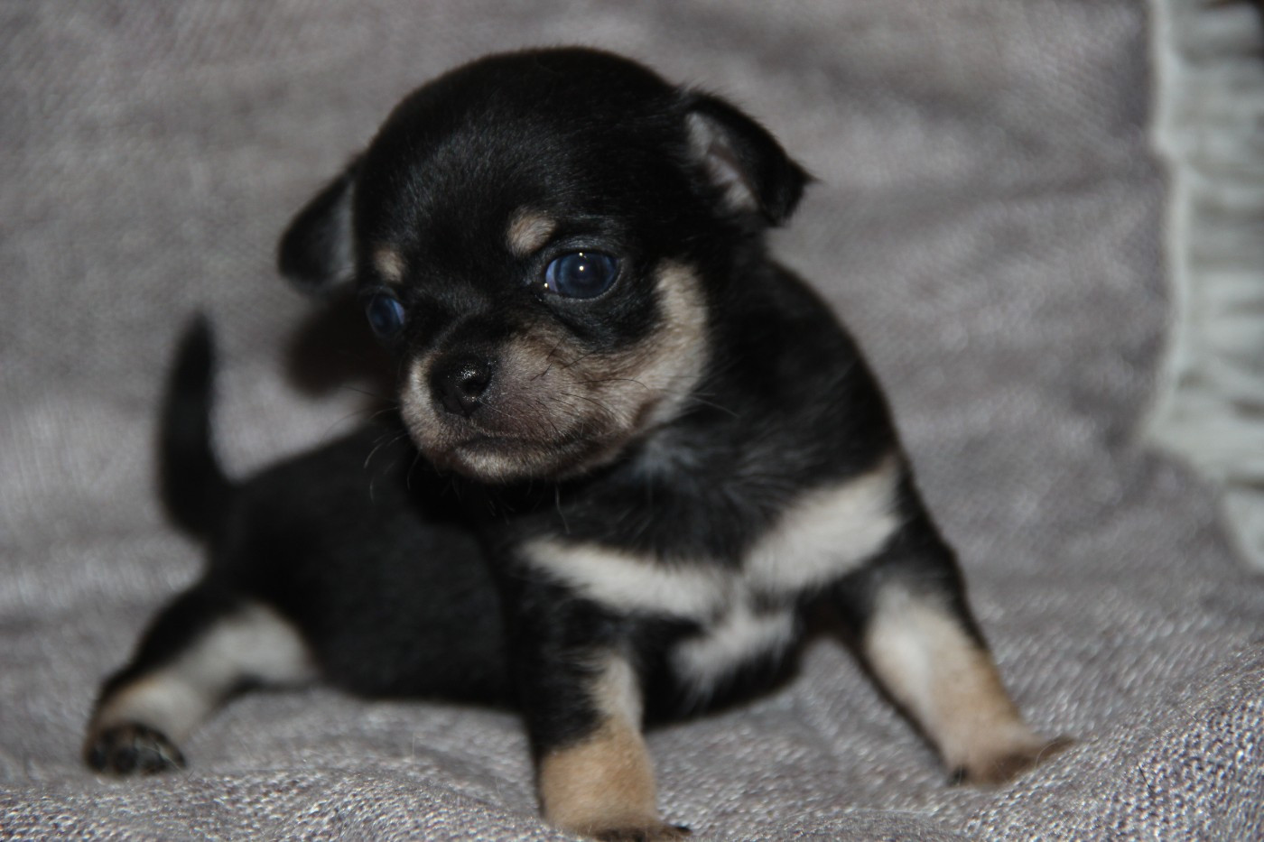 De La Plaine D'illiberis - Chiots disponibles - Chihuahua