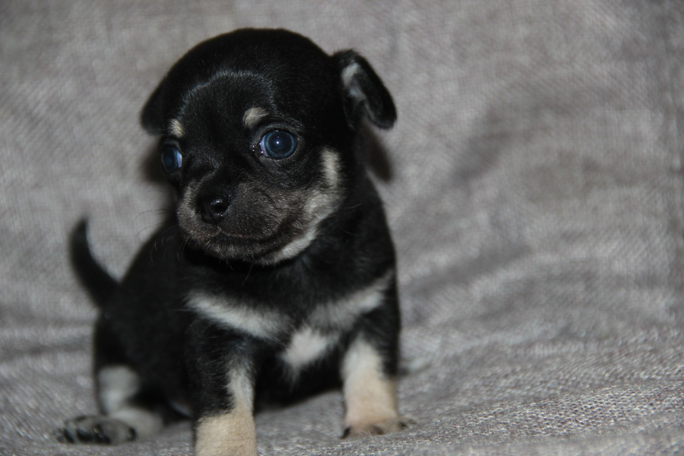 De La Plaine D'illiberis - Chiots disponibles - Chihuahua