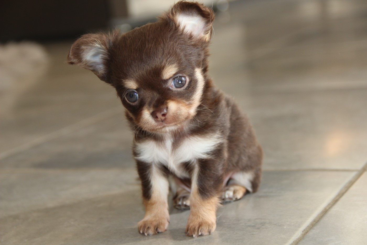 De La Plaine D'illiberis - Chiots disponibles - Chihuahua