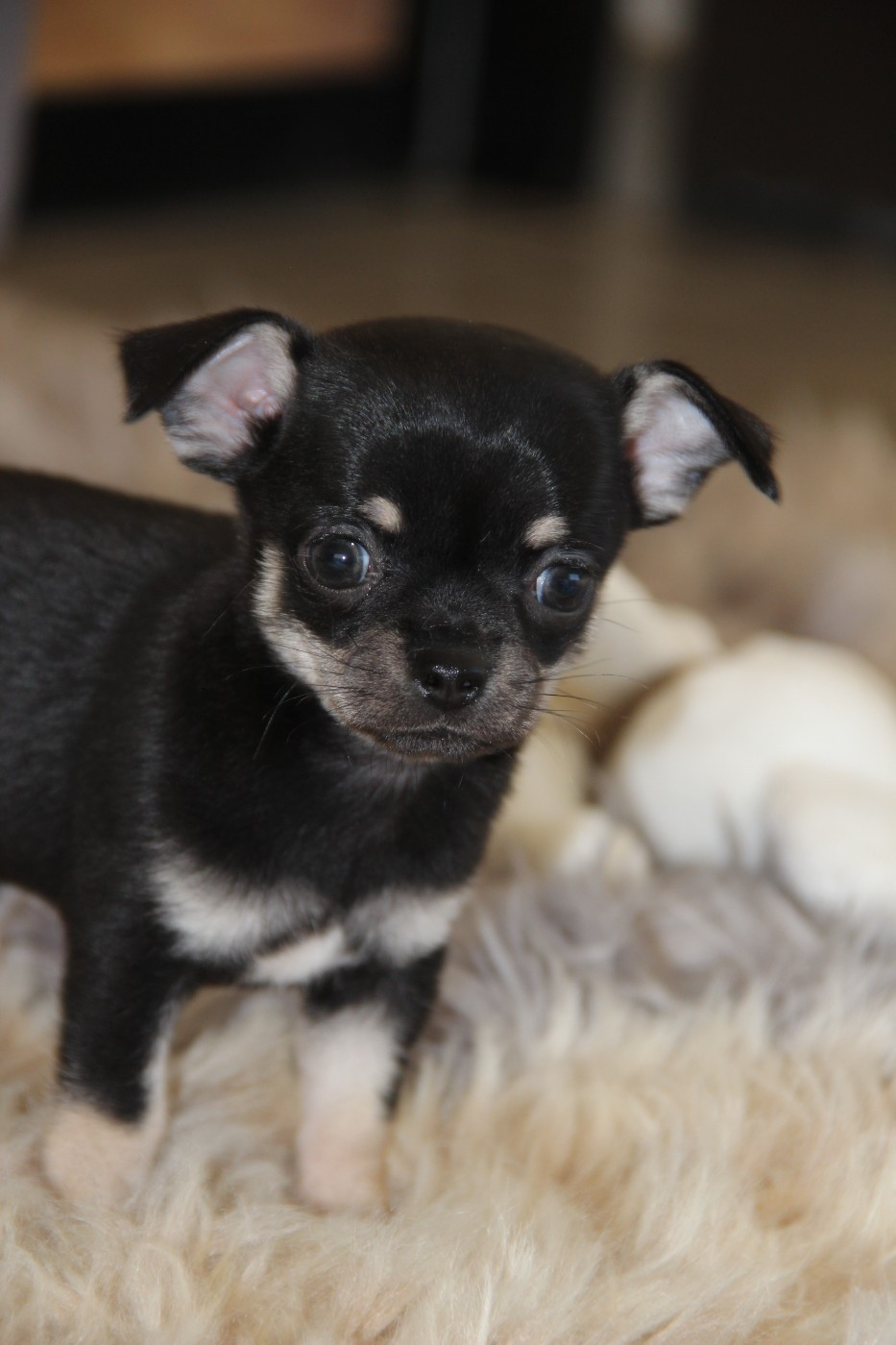 De La Plaine D'illiberis - Chiots disponibles - Chihuahua