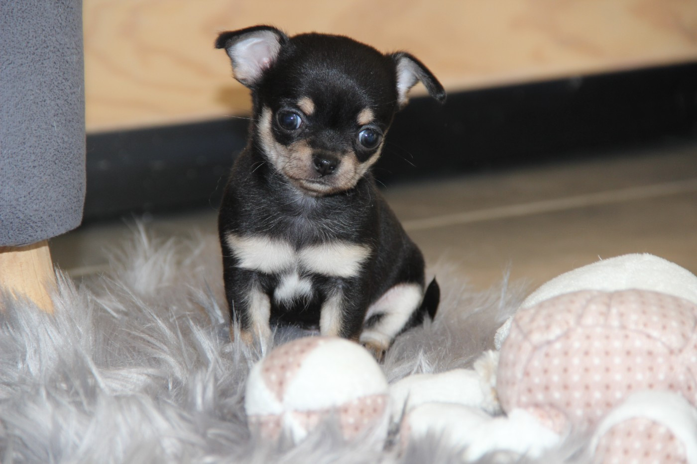 De La Plaine D'illiberis - Chiots disponibles - Chihuahua