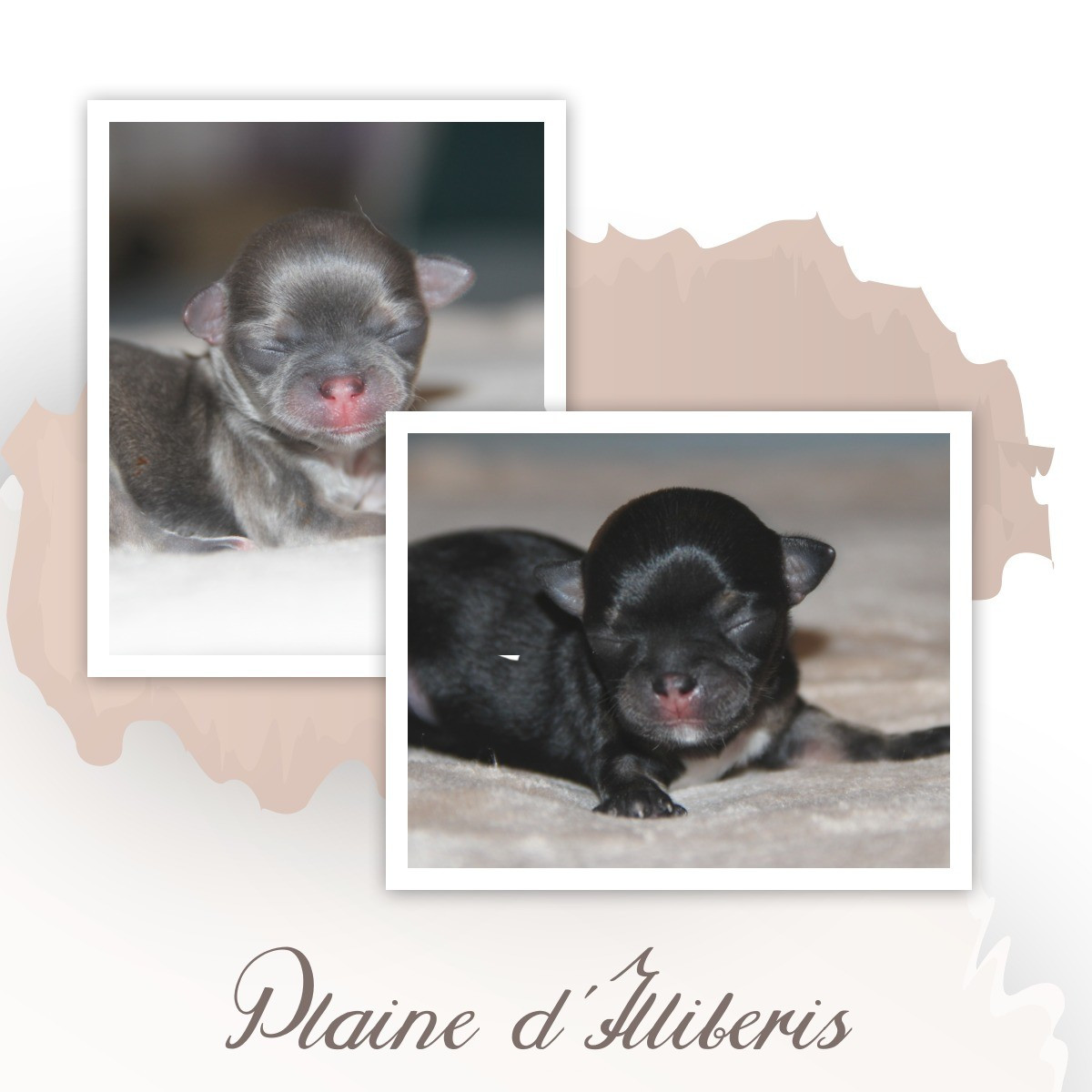 De La Plaine D'illiberis - Chihuahua - Portée née le 04/01/2026