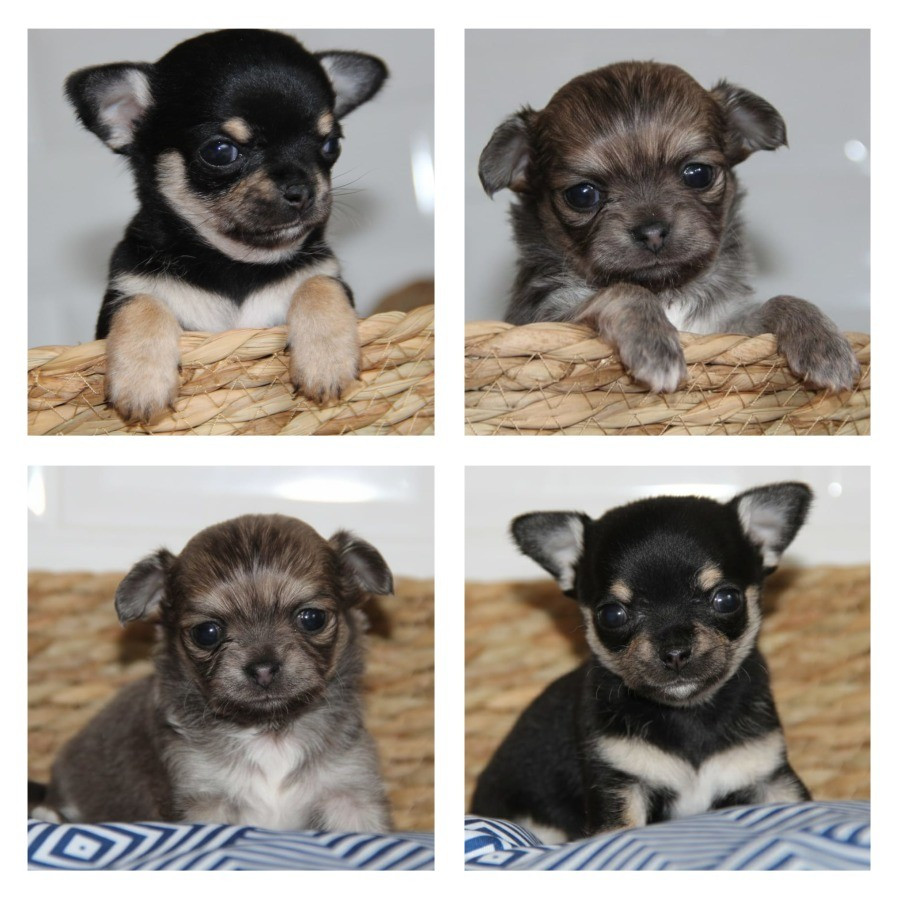 Chiot Chihuahua De La Plaine D'illiberis